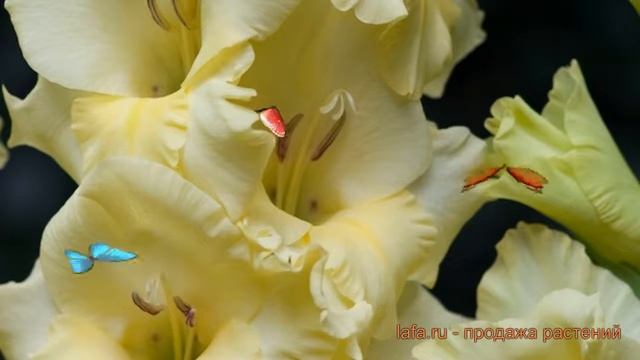 Гладиолус крупноцветковый Деббиэнн (debbyann) ? обзор: как сажать, луковицы гладиолуса Деббиэнн смотреть онлайн