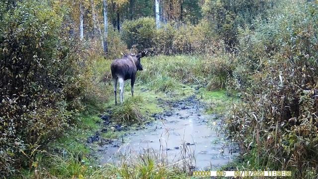 Гон лосей 2020  Омская область