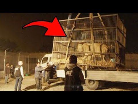 Вымершее существо, которое скрывалось годами