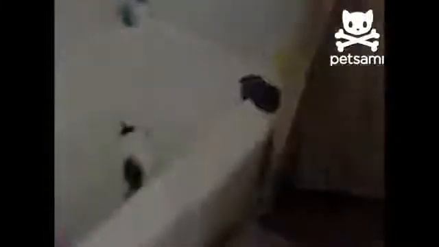 Котенок упал в ванную .mp4 смотреть онлайн