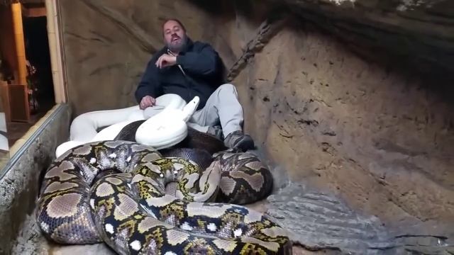 Питон нападает репортера! Python attacks reporter смотреть онлайн