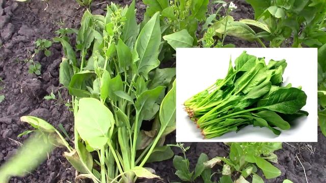 Домашняя приправа своими руками