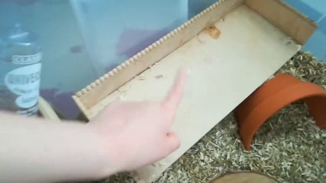 ВАНИЛЬКА ЕДЕТ НА ПЕРЕДЕРЖКУ || ПЕРЕСЕЛЕНИЕ ХОМЯКА ??