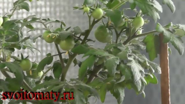 Вариант светодиодной подсветки для рассады смотреть онлайн