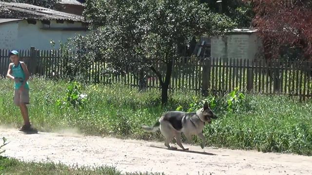 Нора - умная собака . смотреть онлайн