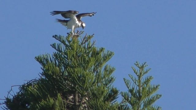 #авторскоевидео#бабочки#животные Хрупкий мир. смотреть онлайн