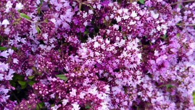 душица обыкновенная