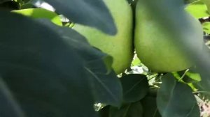 Груша Чижовская в Сибири.Зимостойкий,самоплодный,раннеосенний сорт с вкусными плодами.2020год.