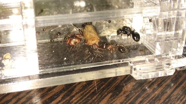 МУЧНОЙ ЖУК НА КОРМ МОЕЙ КОЛОНИИ ЖНЕЦОВ В МУРАВЬИНОЙ ФЕРМЕ смотреть онлайн