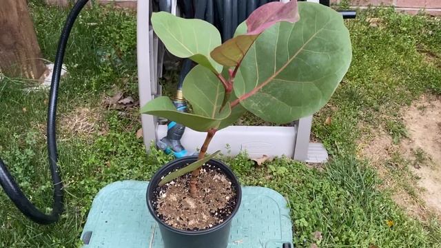 The Sea Grape (Coccoloba uvifera) смотреть онлайн