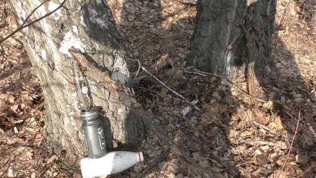 Велопокатушка за березовым соком смотреть онлайн