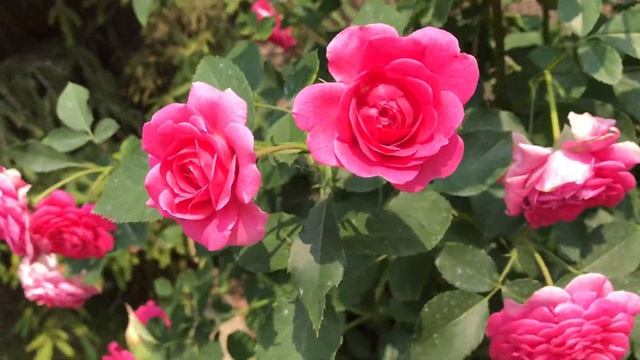 РОЗА Ю АР БЬЮТИФУЛ... Роза флорибунда Ю Ар Бьютифул. смотреть онлайн