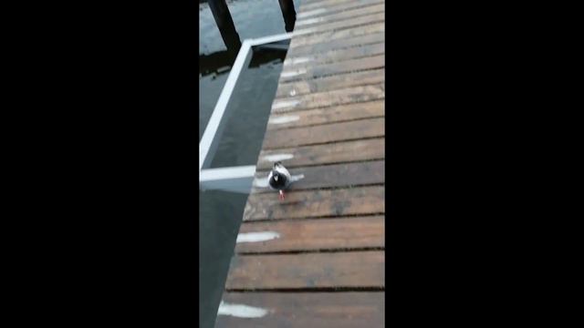 4 утра. рыбалка. голубь. короче говоря. смотреть онлайн