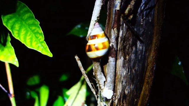 Vid # 64 Turtle snails frogs & python snake смотреть онлайн