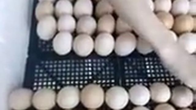 Как правильно переворачивать яйца в инкубаторе . У меня появился инкубатор !!! Уже 5 дней яйцам !