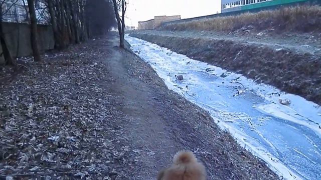 январь 2016г., мороз -13... банда пуделей на прогулке.... смотреть онлайн