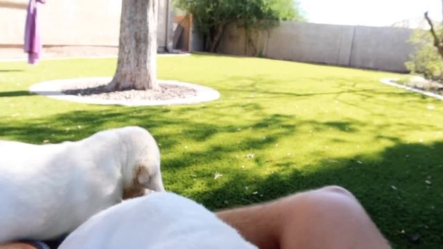 One Last Playdate With Our Chonky Yellow Labradors! смотреть онлайн