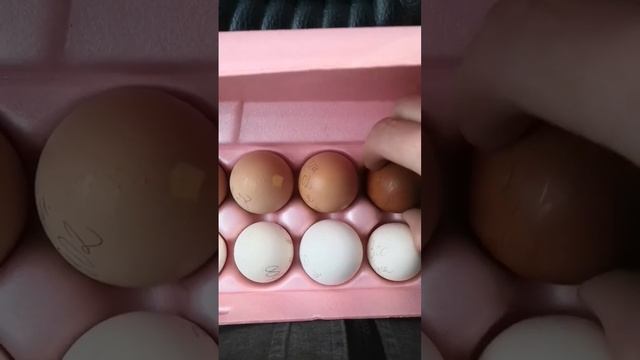 Везём яички для нашей наседке! #курятник #хочуврек #shortsvideo #яйца #куры #хобби #наседка #цыплят смотреть онлайн