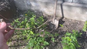 Озеленяю свои заборы Диким виноградом (Девичий виноград).