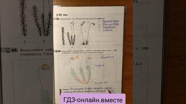 ГДЗ. Биология. 5 класс. В.Пасечник. Рабочая тетрадь. Параграф 20 смотреть онлайн
