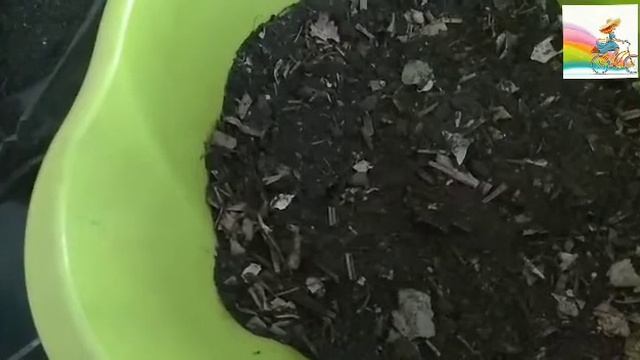 Пересадка Шефлеры смотреть онлайн