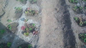 Расстояние между кустами клубники.Схема посадки клубники