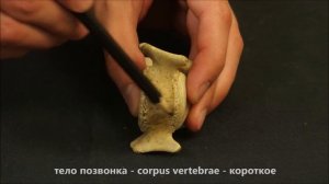 типичные шейные позвонки домашних животных