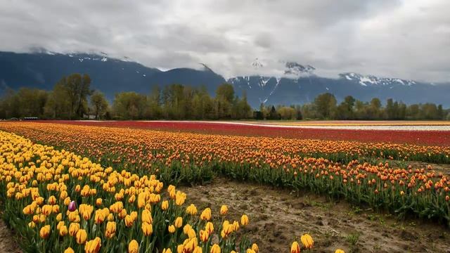 Медитация на цветочном поле смотреть онлайн