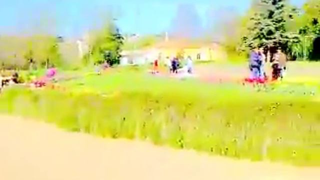Цветут тюльпаны смотреть онлайн