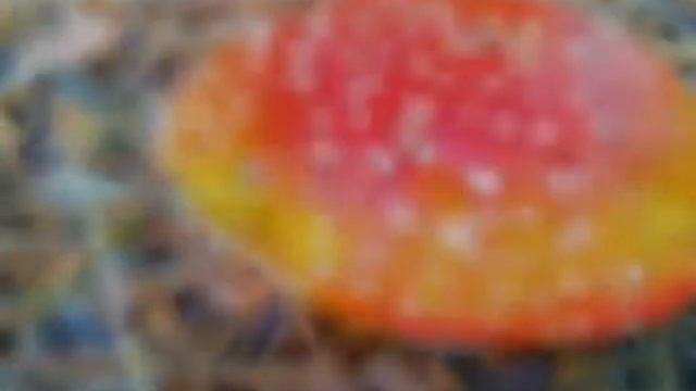 Осенние фотографии Слайд Шоу))) Очень красивые фотографии) смотреть онлайн