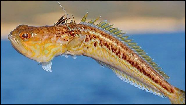 Дракончиковидные смотреть онлайн