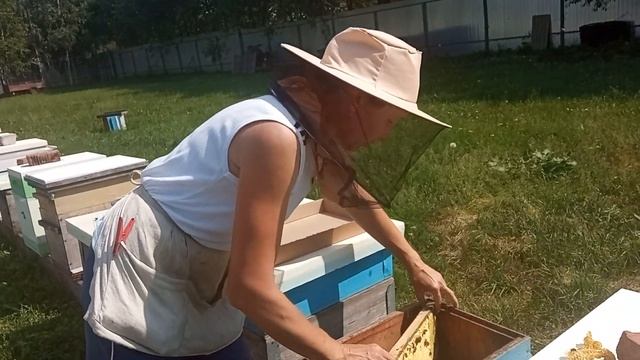 Дачная пасека #83 Племенная Матка ИО бакфаст в Череповце для разведения от Ольги Скупновой смотреть онлайн