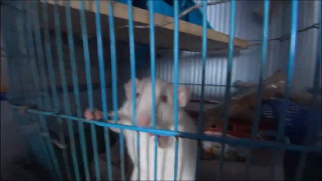 скоро год мыши вот такой у нас теперь живой талисман смотреть онлайн