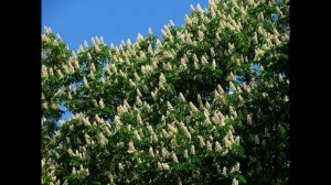 Киевский вальс  Знову цвітуть каштани