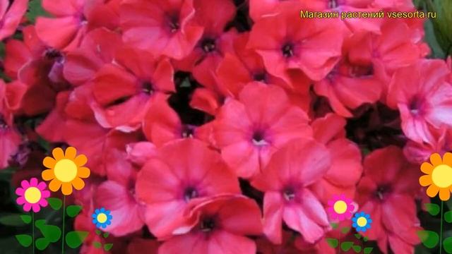 Флокс метельчатый Тенор. Краткий обзор, описание характеристик phlox paniculata Tenor смотреть онлайн