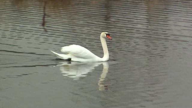 Birding: Mute Swan. Лебедь-шипун (465sp) смотреть онлайн