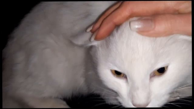 #59 Лапусик Артик Беркут Новости о котиках от Лена Ловкая смотреть онлайн