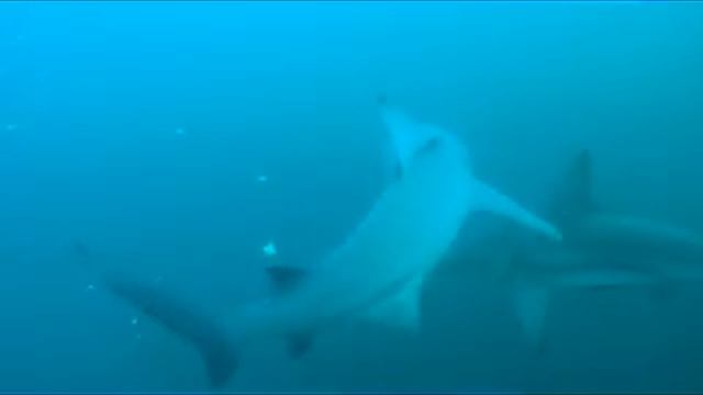 Shark Bite смотреть онлайн