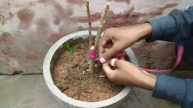 Grafting technique to get multiple colour hibiscuses flower in one plant смотреть онлайн