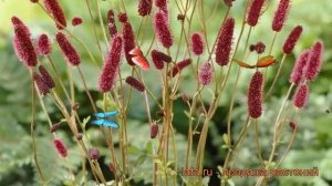 Кровохлебка мензиса ? мензиса кровохлебка обзор: как сажать, рассада кровохлебки