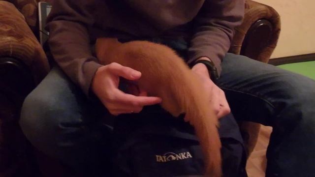 Сибирский колонок проявляет настойчивость / Siberian weasel demonstrates his insistence смотреть онлайн