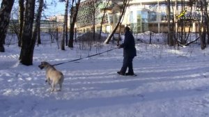 Дрессировка лабрадора