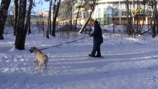 Дрессировка лабрадора