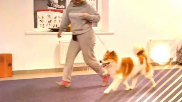 Щенки Тайского Бангкео Питомник "My Salim", Киев смотреть онлайн