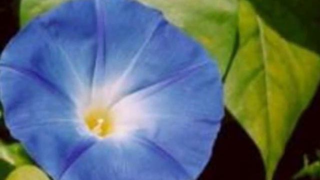 Song Sung Blue on Chromatic Harmonica смотреть онлайн