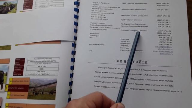 Симменталы . Помеси лимузина с симменталами и герефордами. КФХ МЖЕЛЬСКАЯ СВЕТЛАНА ИВАНОВНА. смотреть онлайн