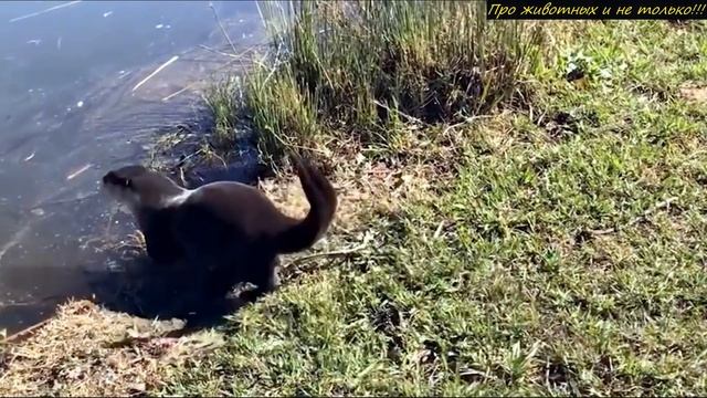 Впервые за 100 лет, в Аргентине заметили это вымершее СУЩЕСТВО! смотреть онлайн