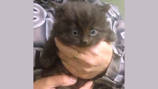 НЕВЕРОЯТНЫЕ ИСТОРИИ ИЗ ЖИЗНИ КОШЕК INCREDIBLE STORIES FROM THE LIFE OF CATS смотреть онлайн
