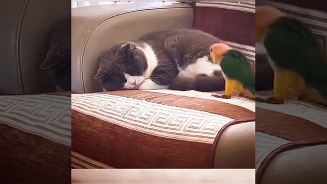 Допрыгался.🦜 смотреть онлайн