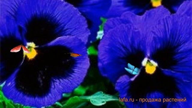 Виола крупноцветковая Блу-ти-фул ? виола Блу-ти-фул обзор: как сажать семена виолы Блу-ти-фул смотреть онлайн